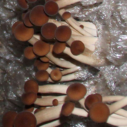 茶树菇