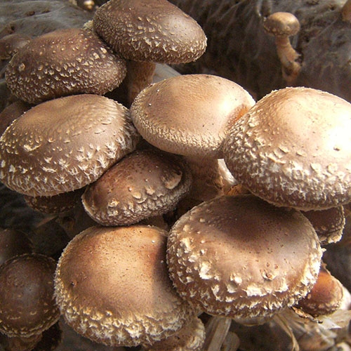 香菇