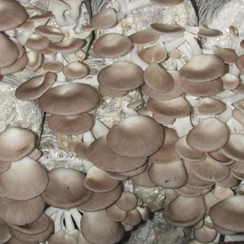 pleurotus geesteranus