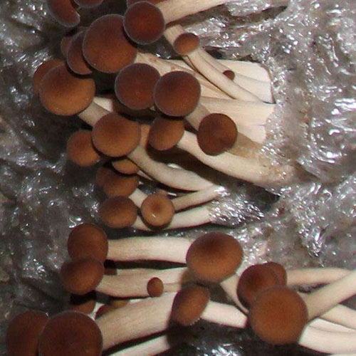 Agrocybe chaxingu