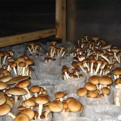 Agrocybe chaxingu