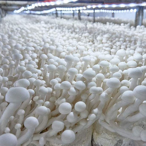 Seafood mushroom