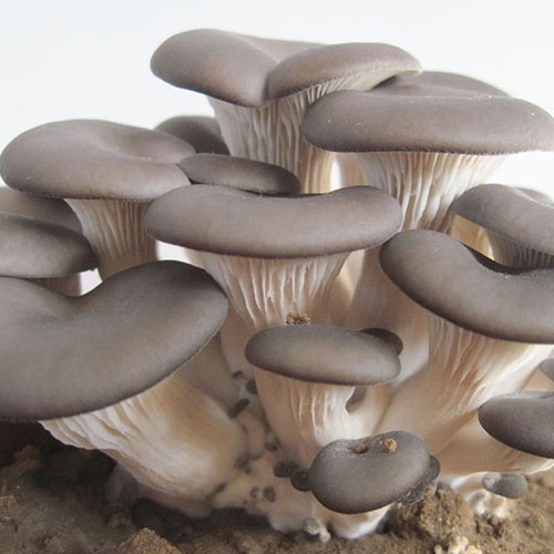 pleurotus geesteranus